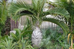 Комнатные пальмы